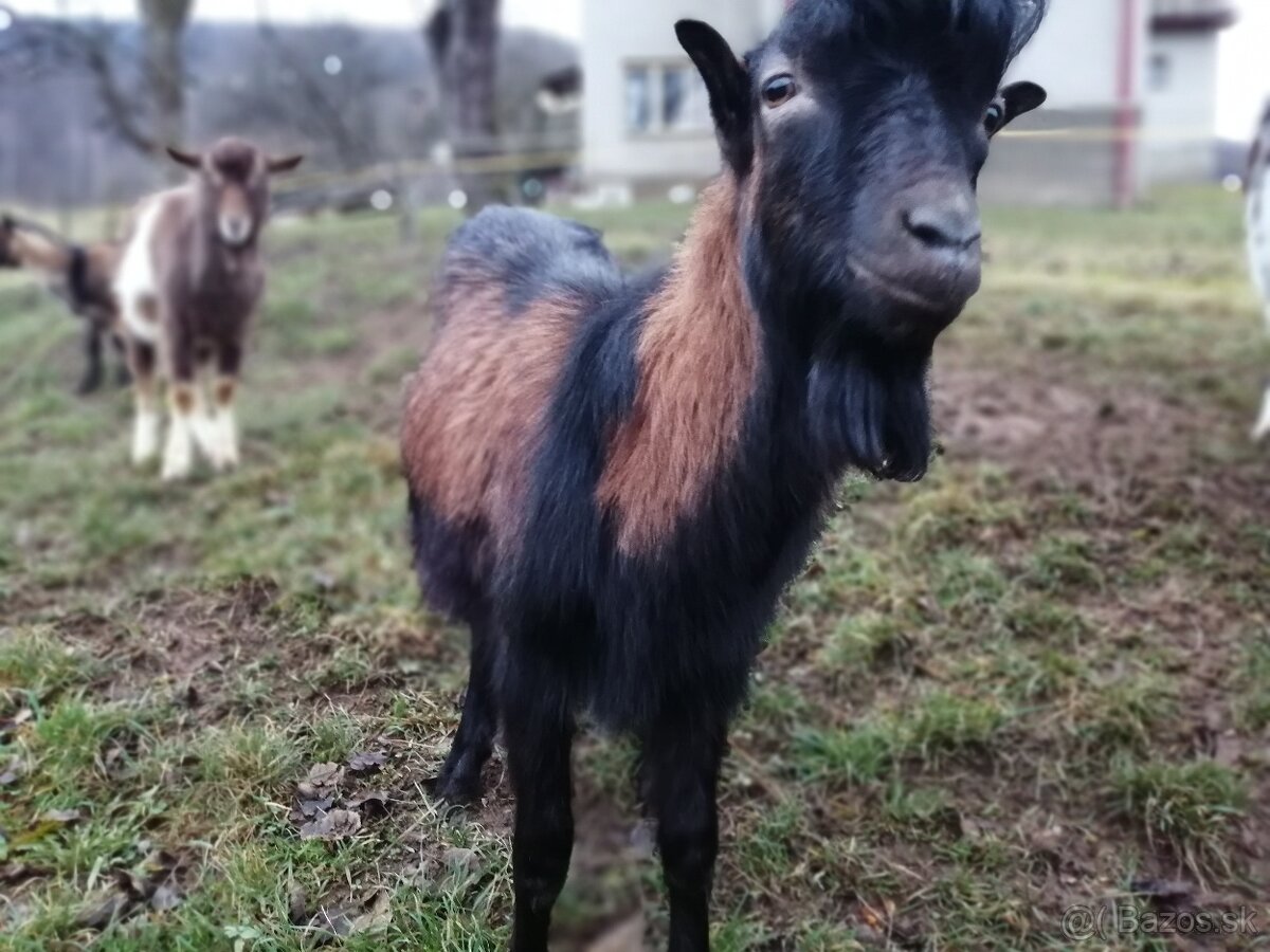 bezrohý cap lamancha s malými uškami - 7