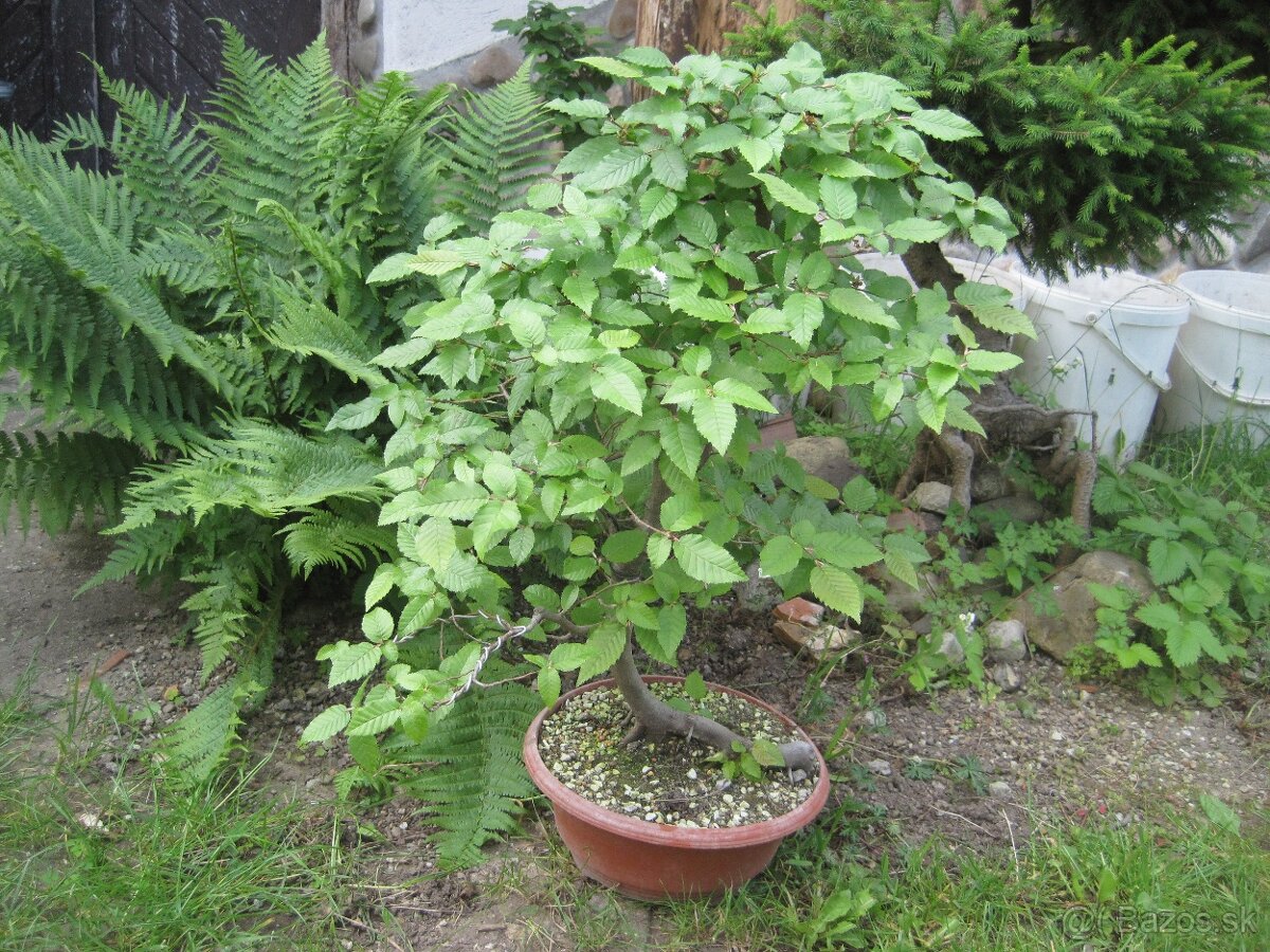 bonsai,bonsaj-hrab 13 - 7