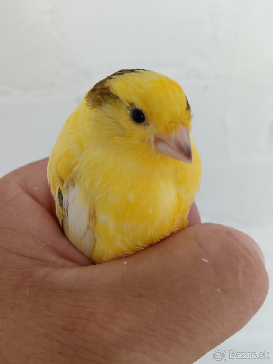 Kanáriky - 7