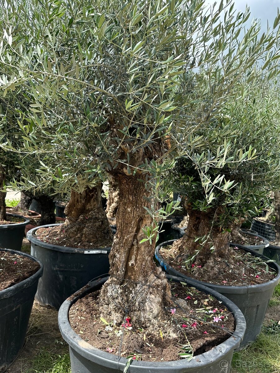 Predám Olivy Bonsai - 7