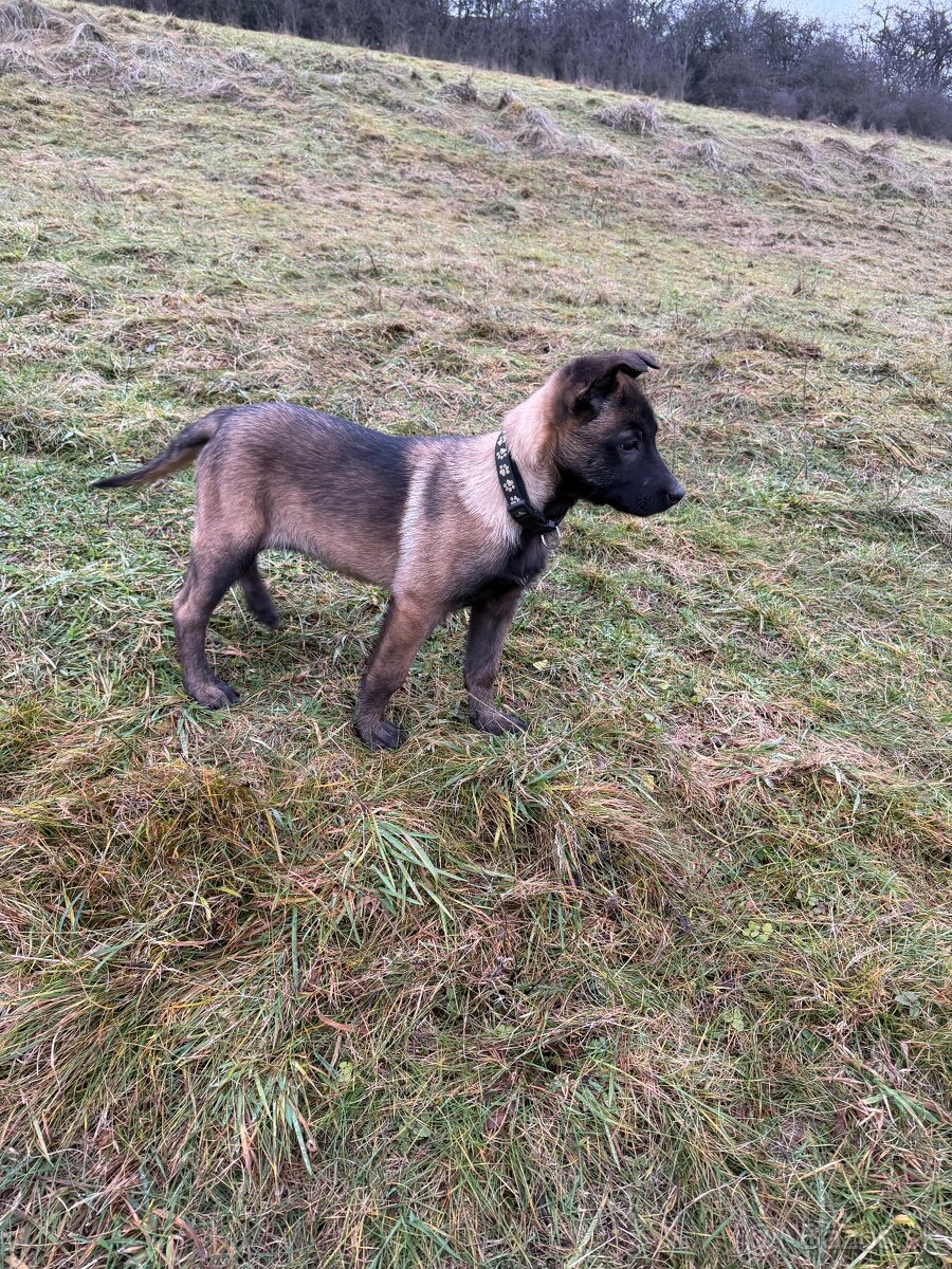 Belgický ovčiak - 7