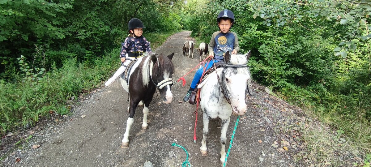 Predám 9 mesačného poníka - 7