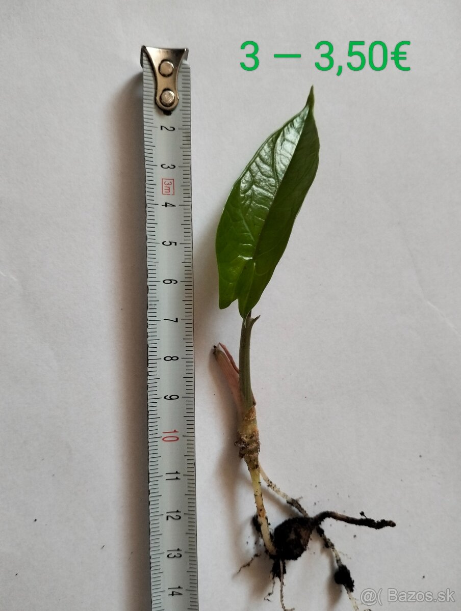 Výnimočná Alocasia Scalprum (mini) - 7