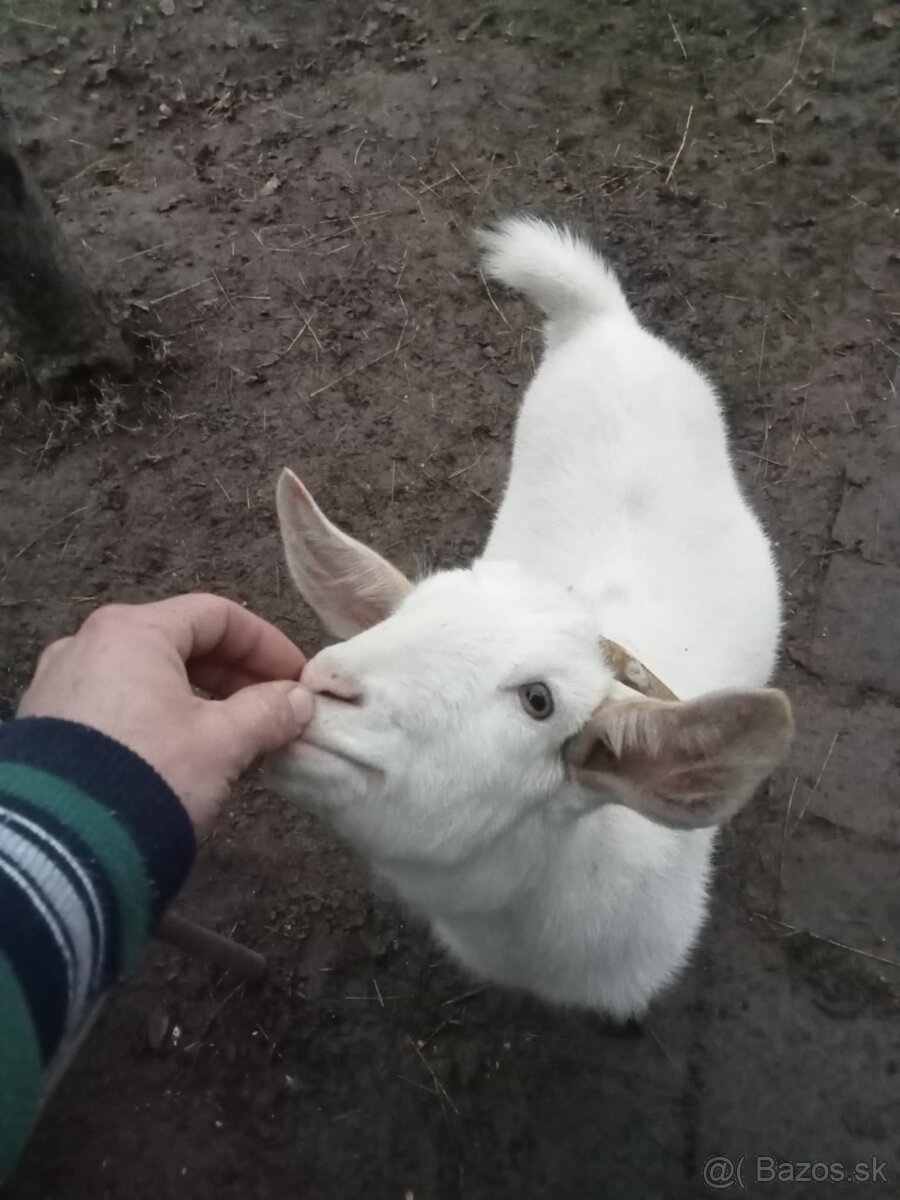 Quessandské ovce a mini koza - 7