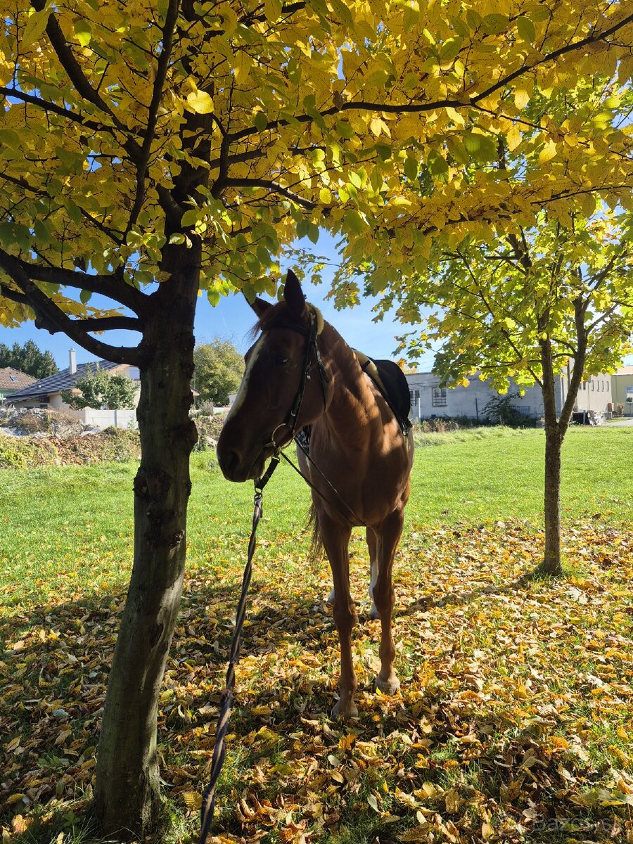 Prenájom kobyly - 7