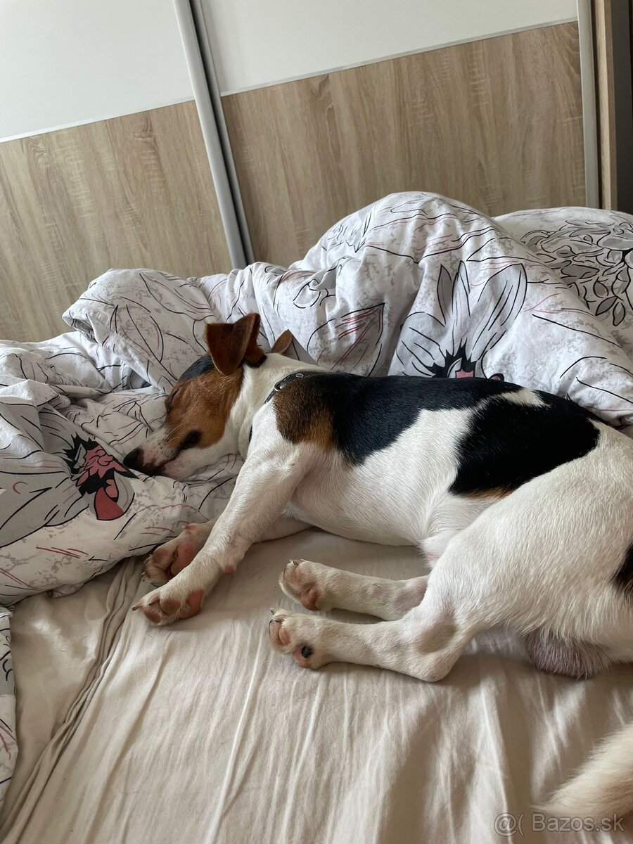 Jack russell psík - 7