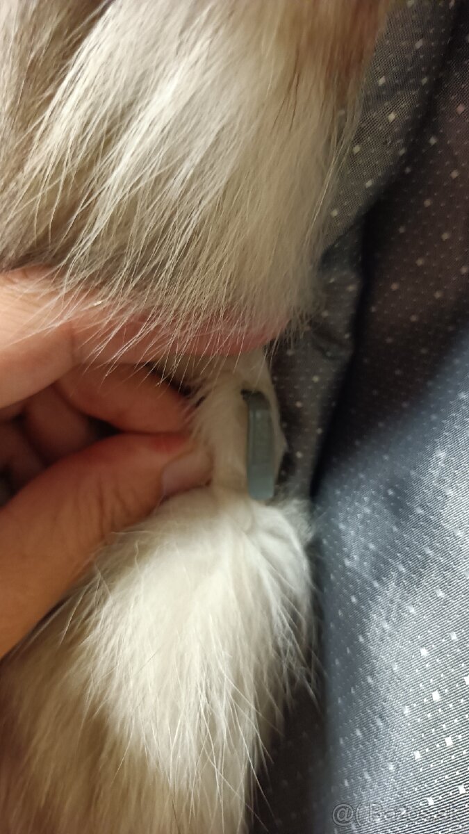 Kožuch pravý líška XXXL - 7