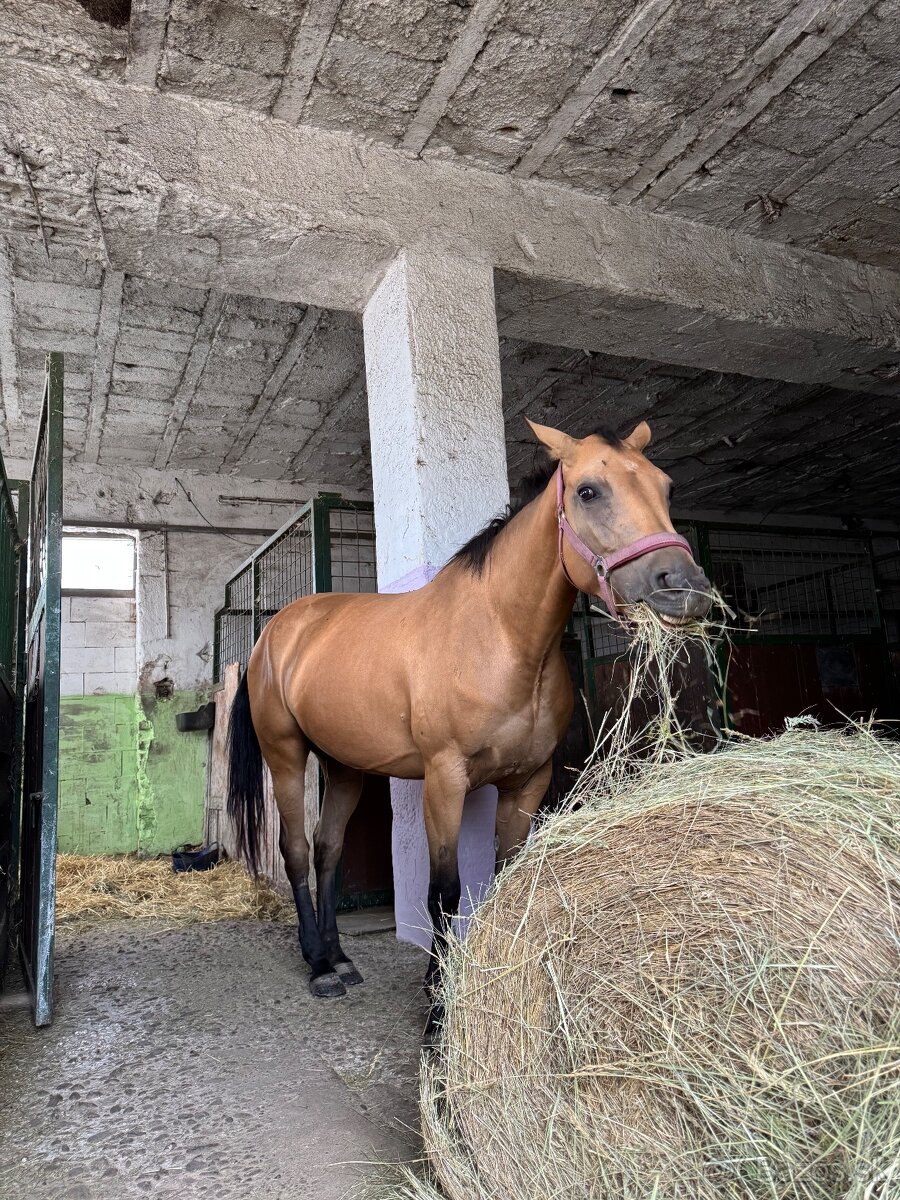 Žrebná kobyla AQH - 7