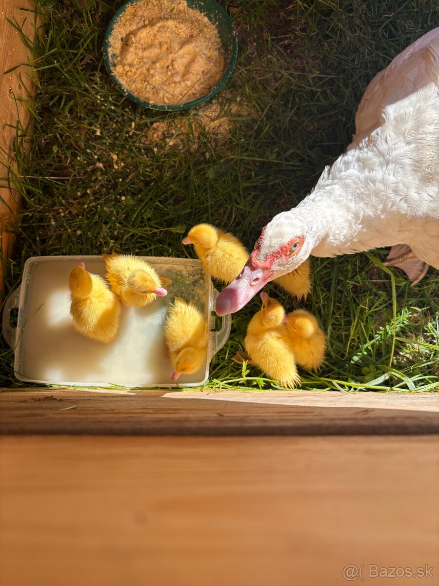 Pyžmové kačice - 7