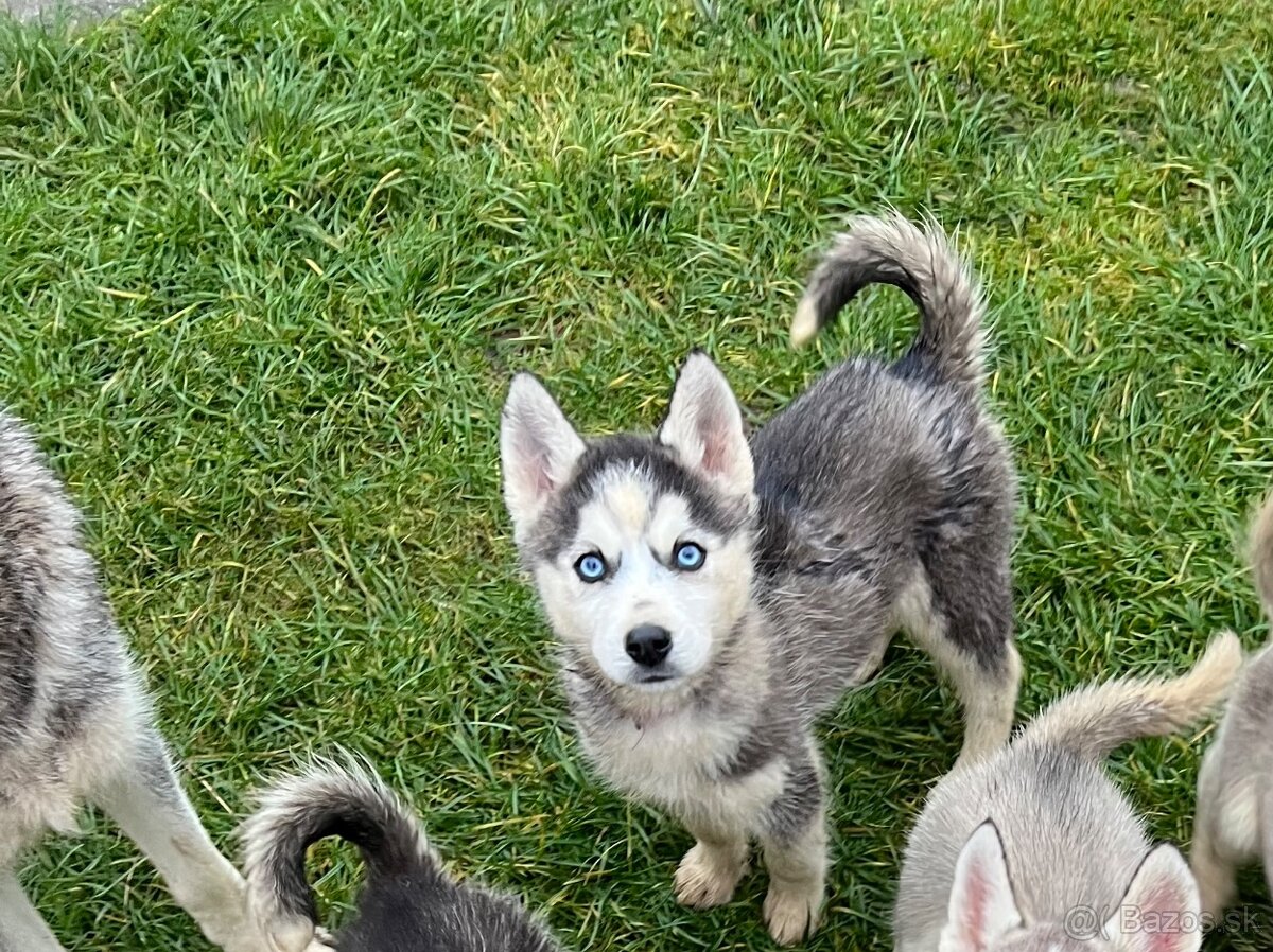 Steniatka sibirsky husky - 7