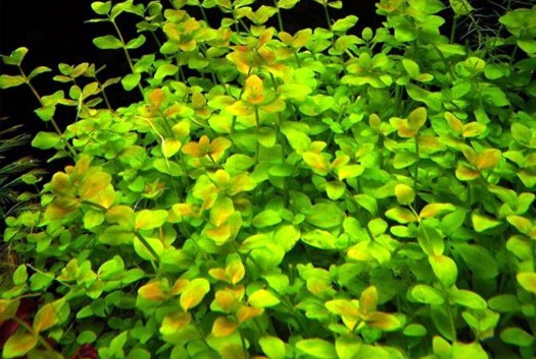 Akvarijne rastliny+Krevetky 12ks - 7