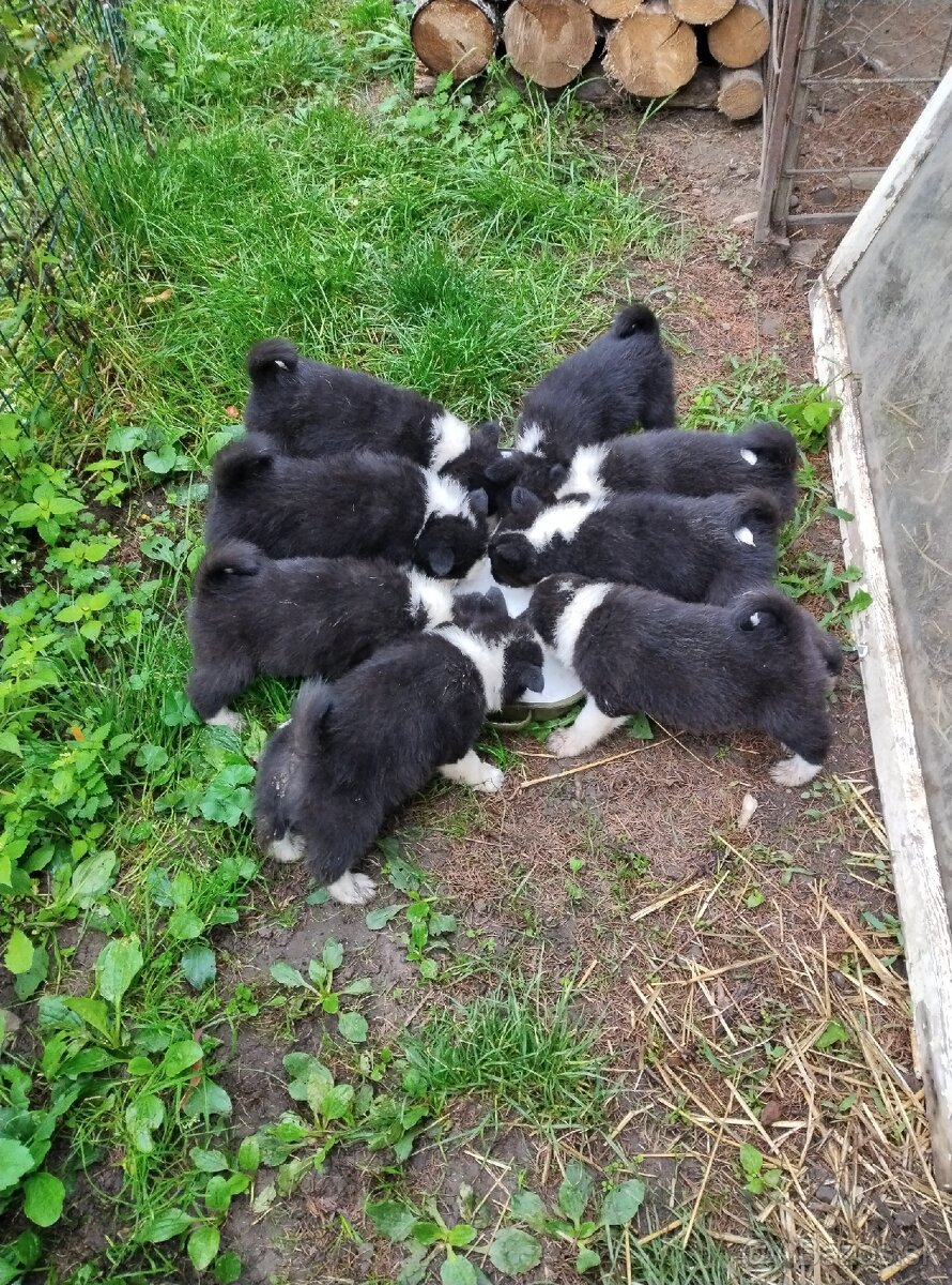 Karelsky Medvedí pes - 7