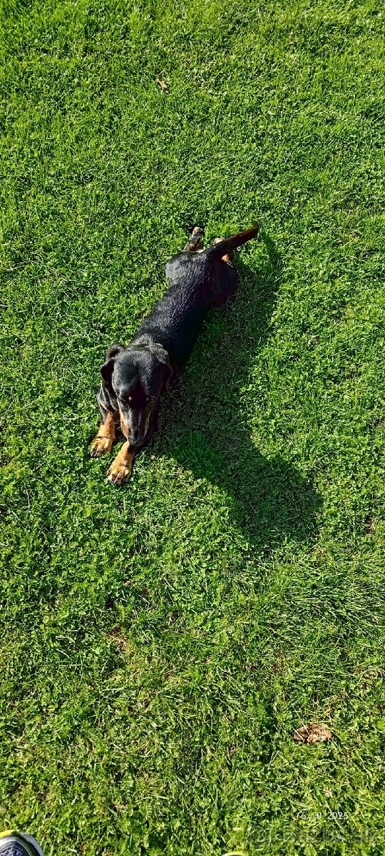 Jazvečík na krytie - 7