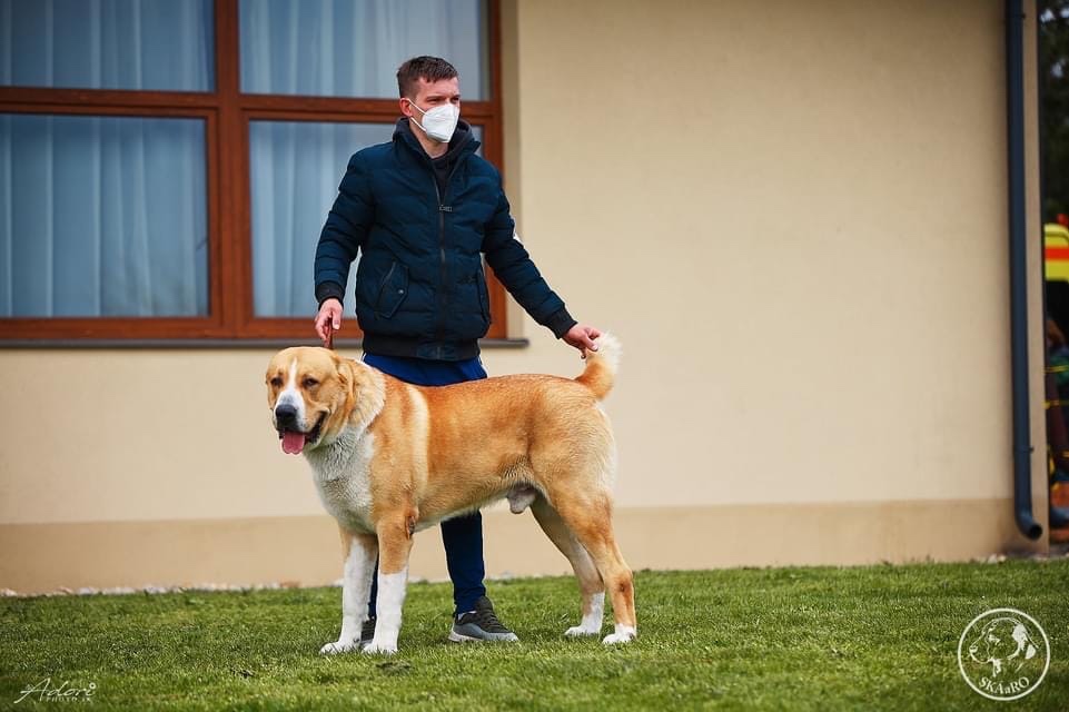 SAO Stredoázijský ovčiak Stredoazijsky ovčiak - 7