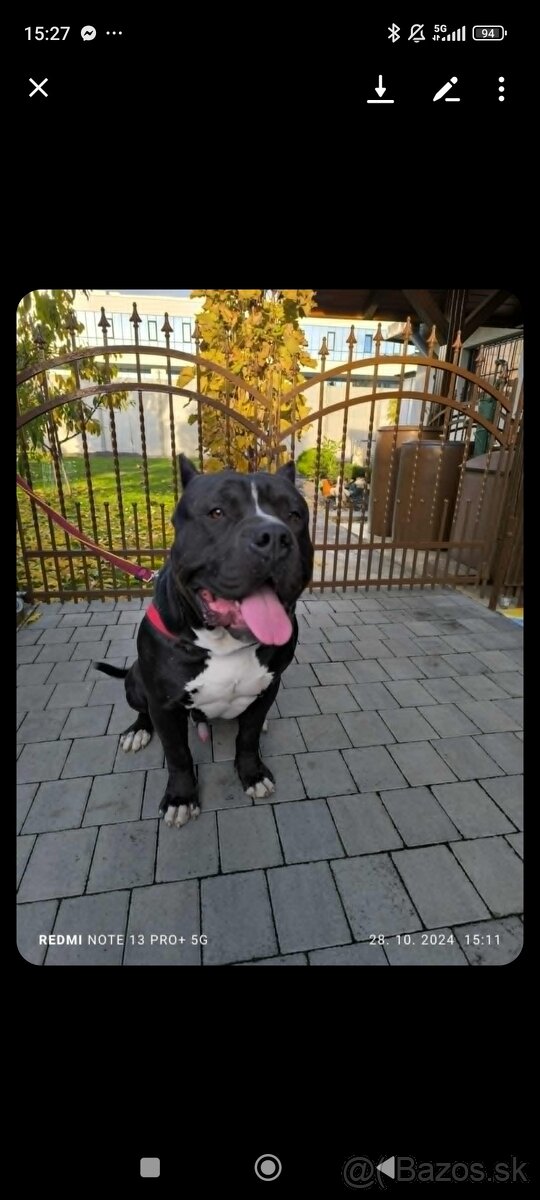American bully XL - 7
