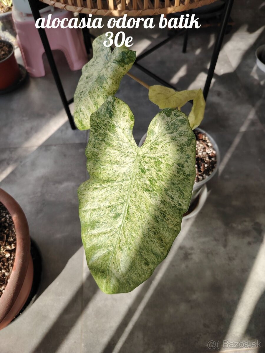 Izbové rastliny - 7