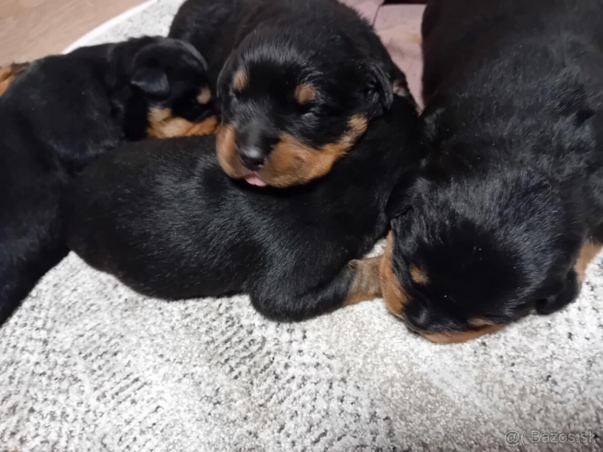 Šteňatá Rottweiler - 7