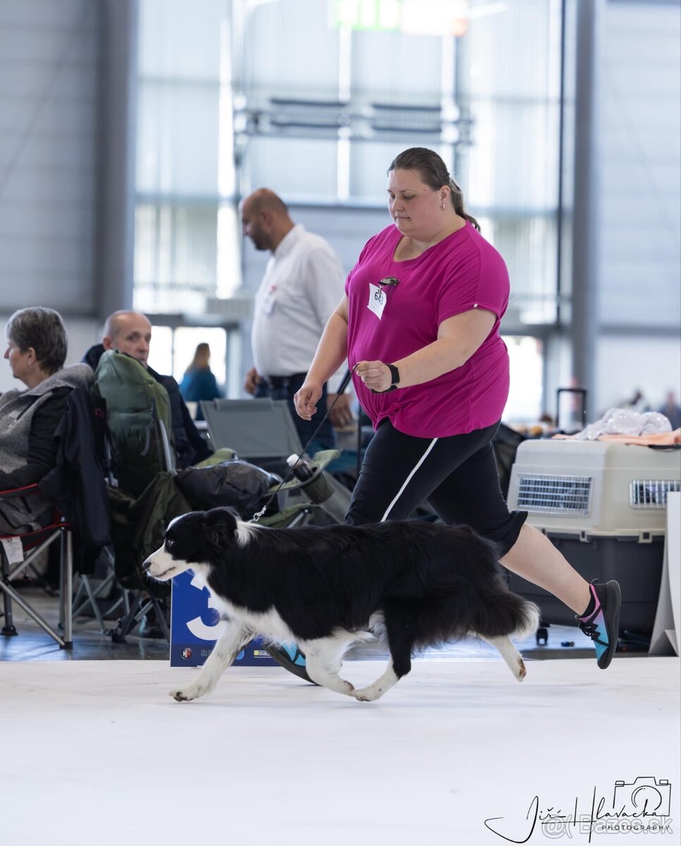 Border kólia s průkazem původu - 7