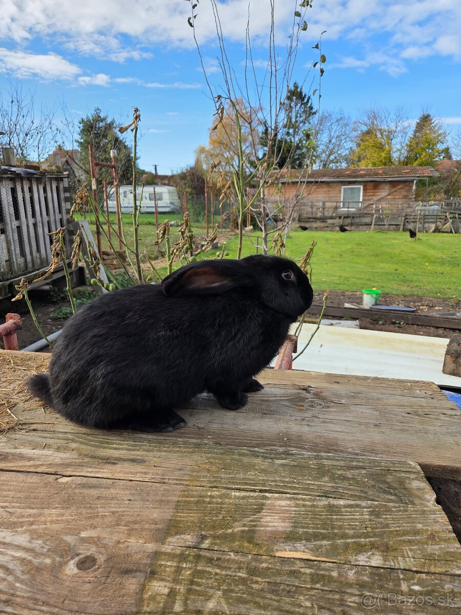 Samcov kralikov nar april 2025 - 7