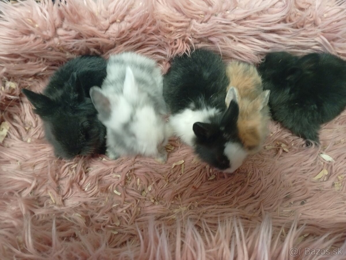 Zakrslé zajačiky - 7