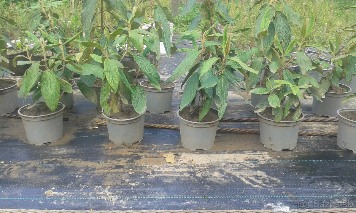 drevina KALINA VRÁSČITOLISTÁ - 7