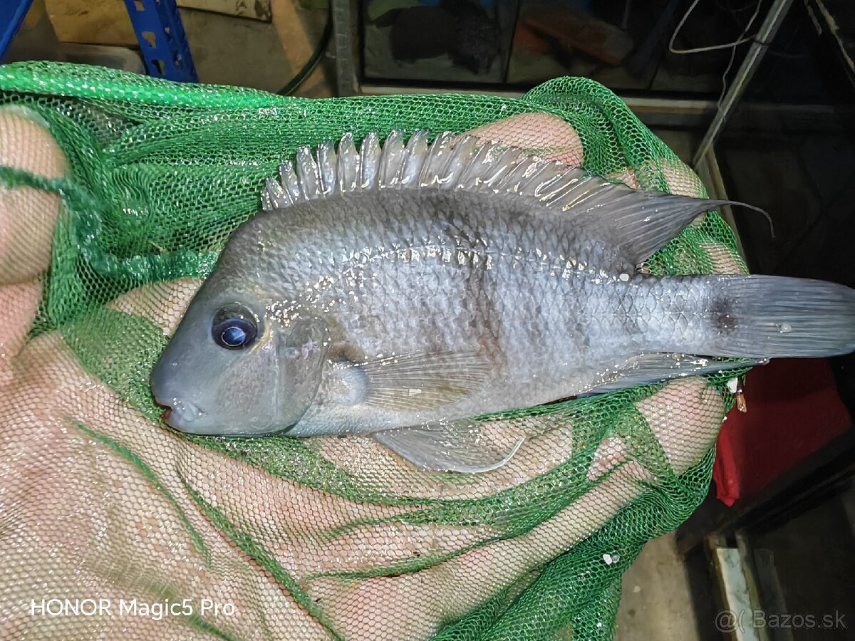 Americké cichlidy - 7