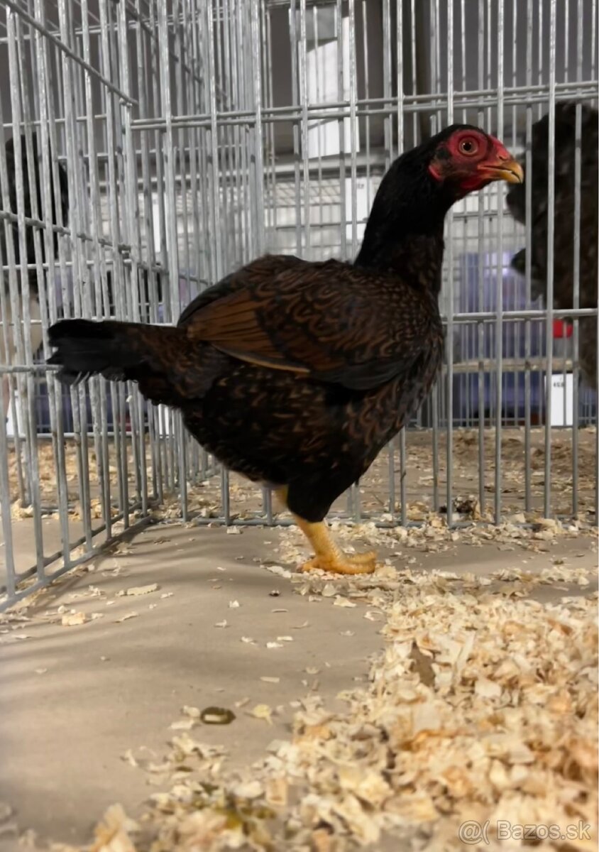 Zdr. Indická bojovníčka bažantia hnedá - 7