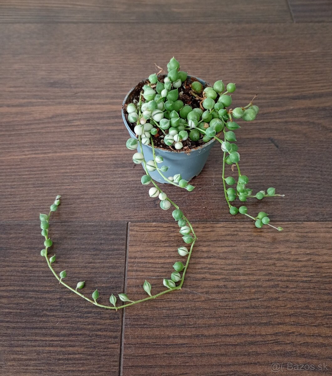Izbové rastlinky - 7