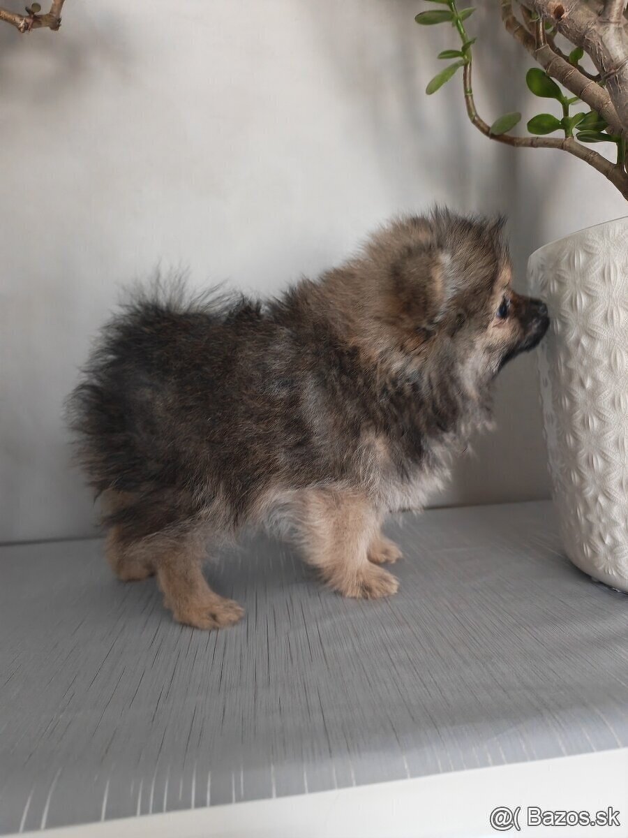 Pomeranian - 7