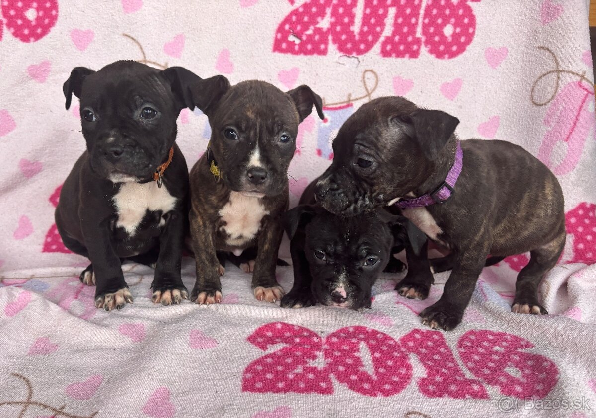 Americký stafordsirsky terier, Stafford, amstaf - 7