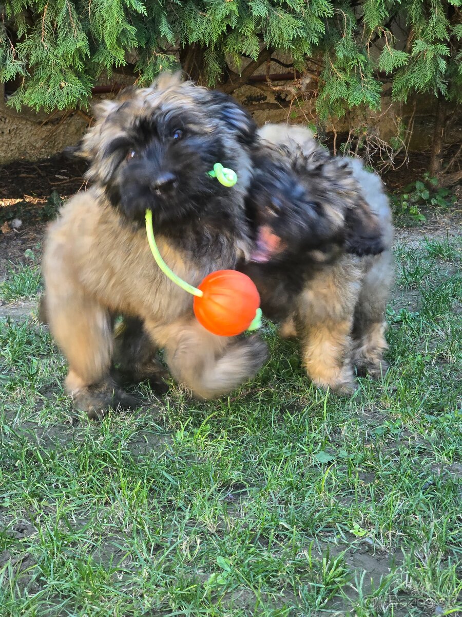 Katalánsky ovčiak s PP FCI - 7