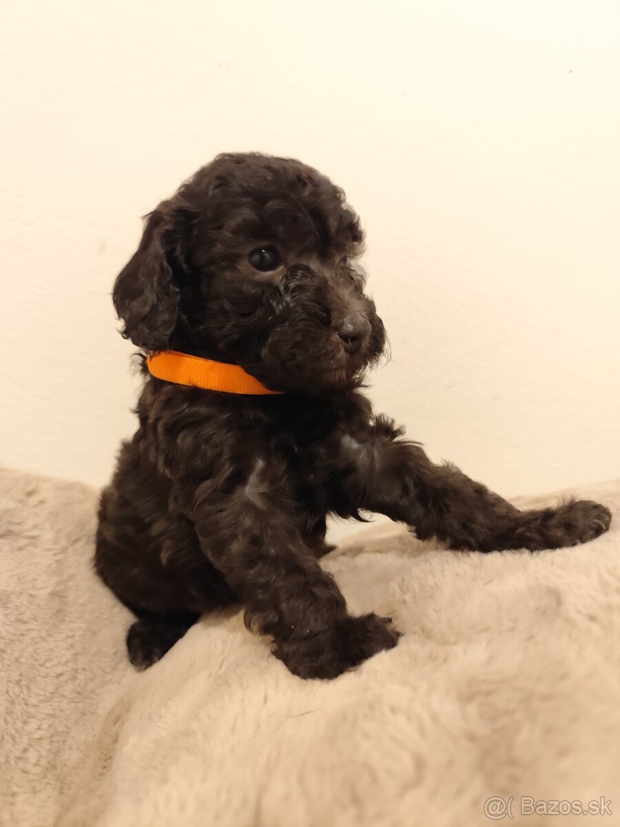 Pudel trpasličí - 7