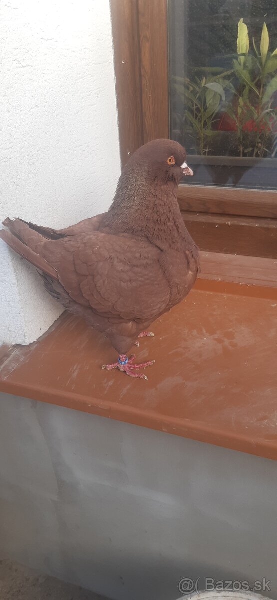 Americký King 2024. - 7