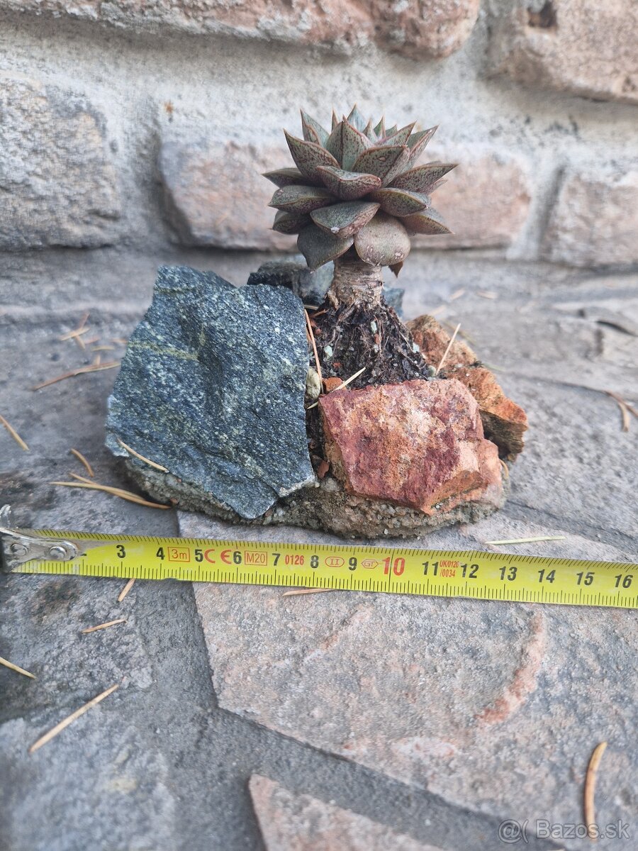 Echevereria purpusorum v skalke - 7