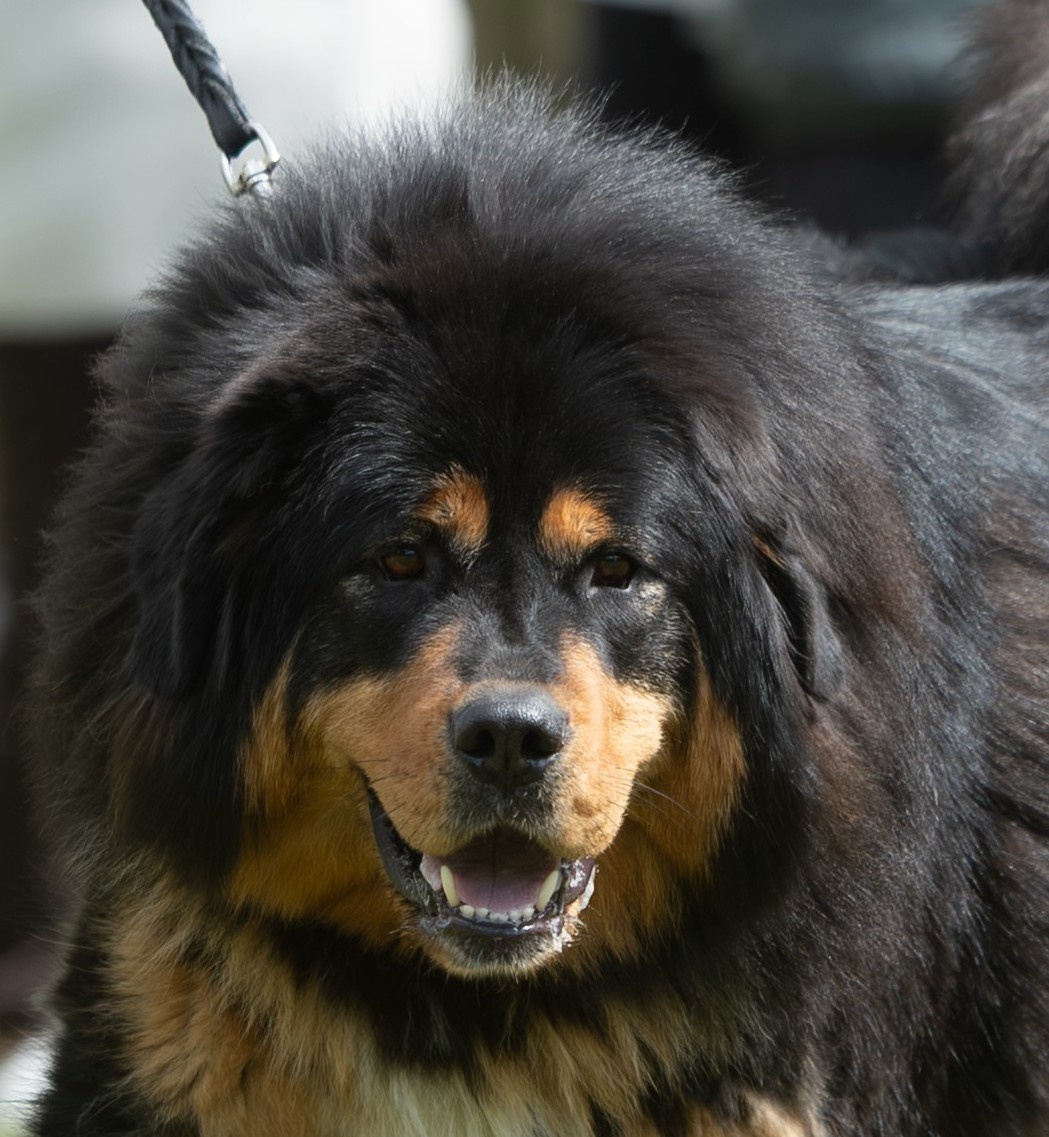Tibetská doga - šteniatka s PP - 7