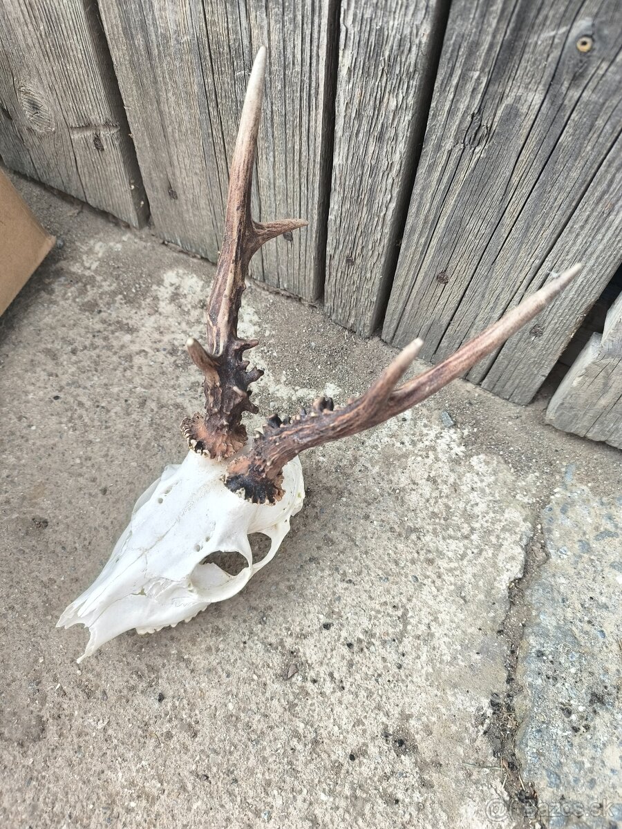 Zhody, parohy, parozie,trofej - 7