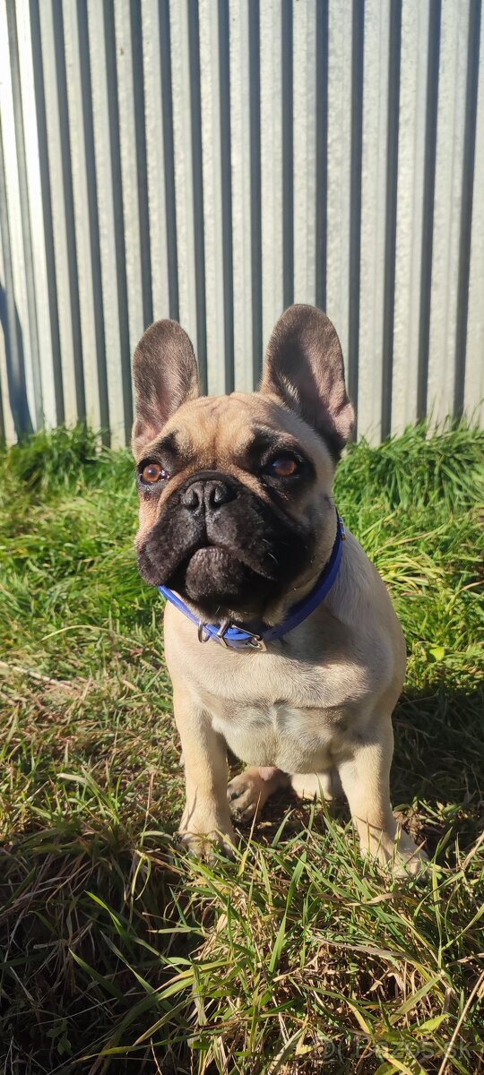 Francúzsky buldoček s PP - 7