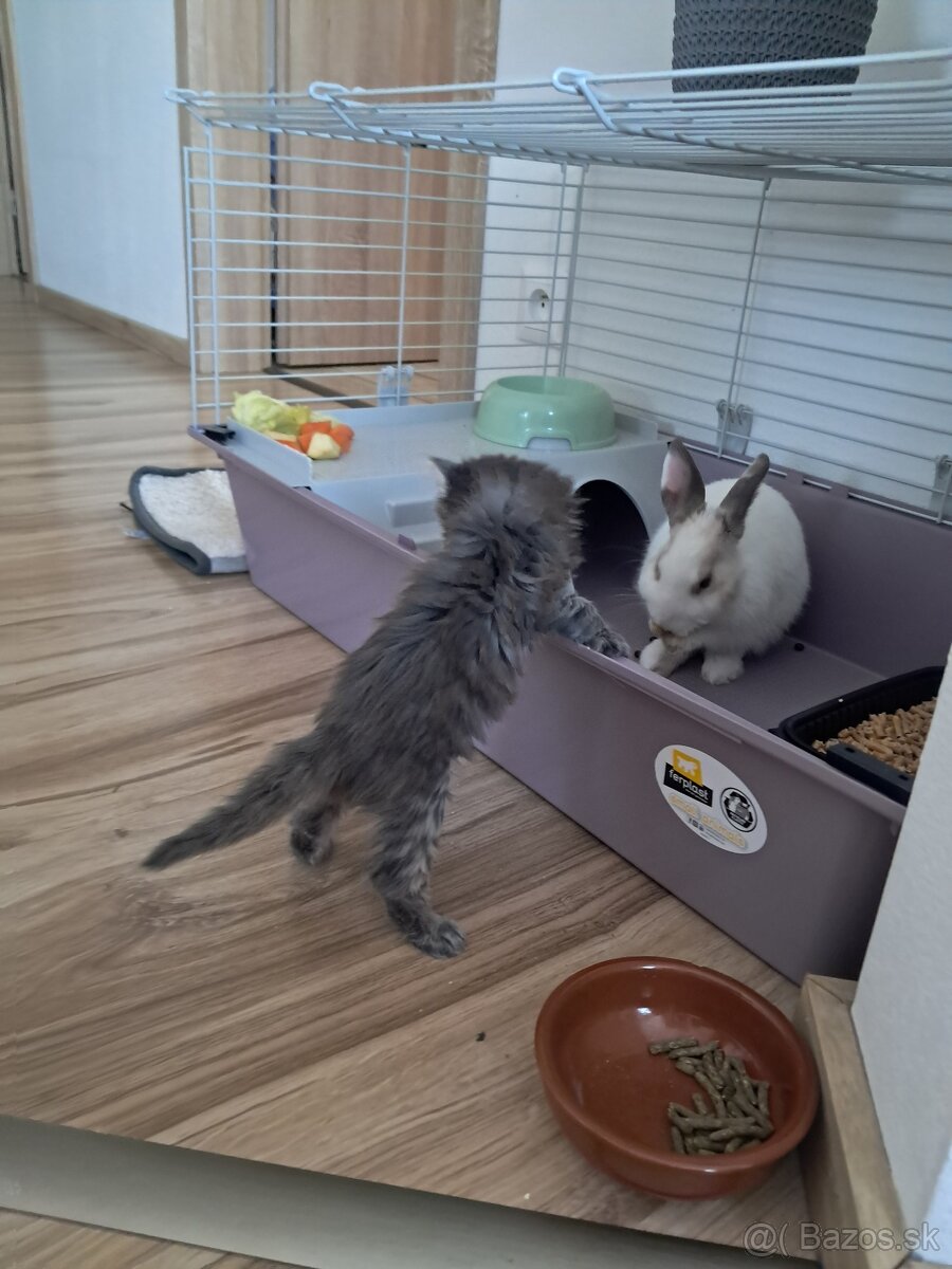 Zakrslý zajko + klietka - 7