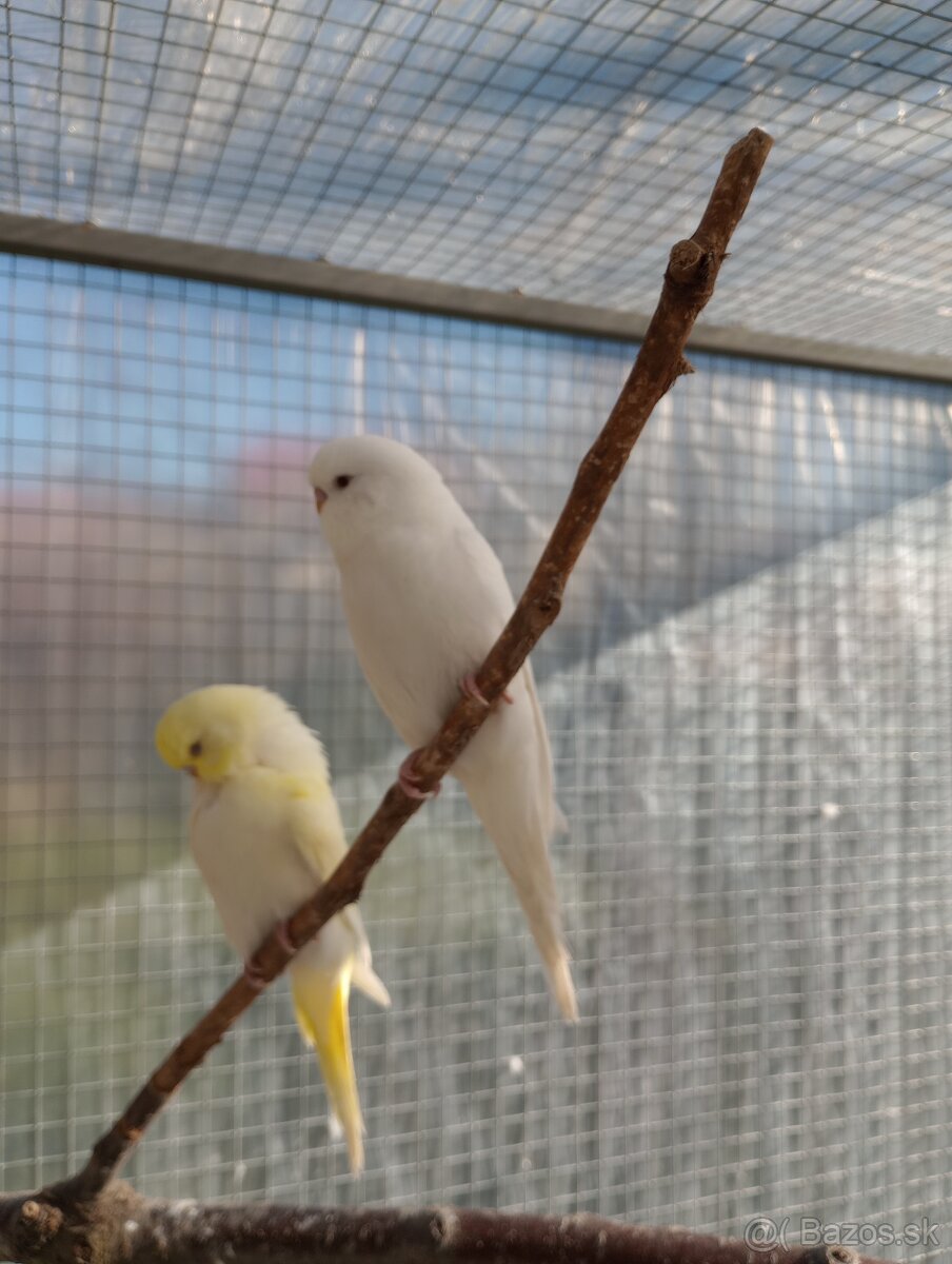 Predám papagáj spevavy korela a andulky - 7