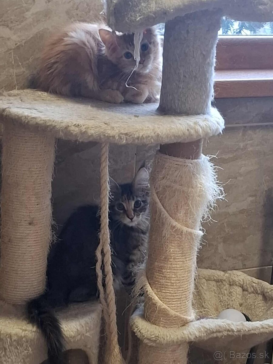 Mainska myvalia, MCO - 7