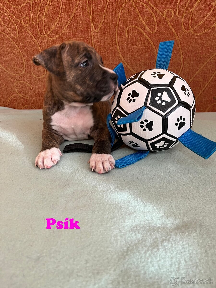 Americky Stafordšírský Terier šteniatka - 7