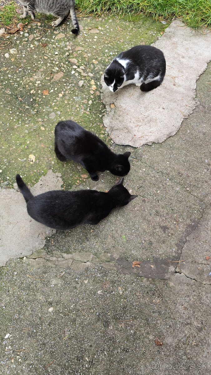 Darujem mačičky - 7