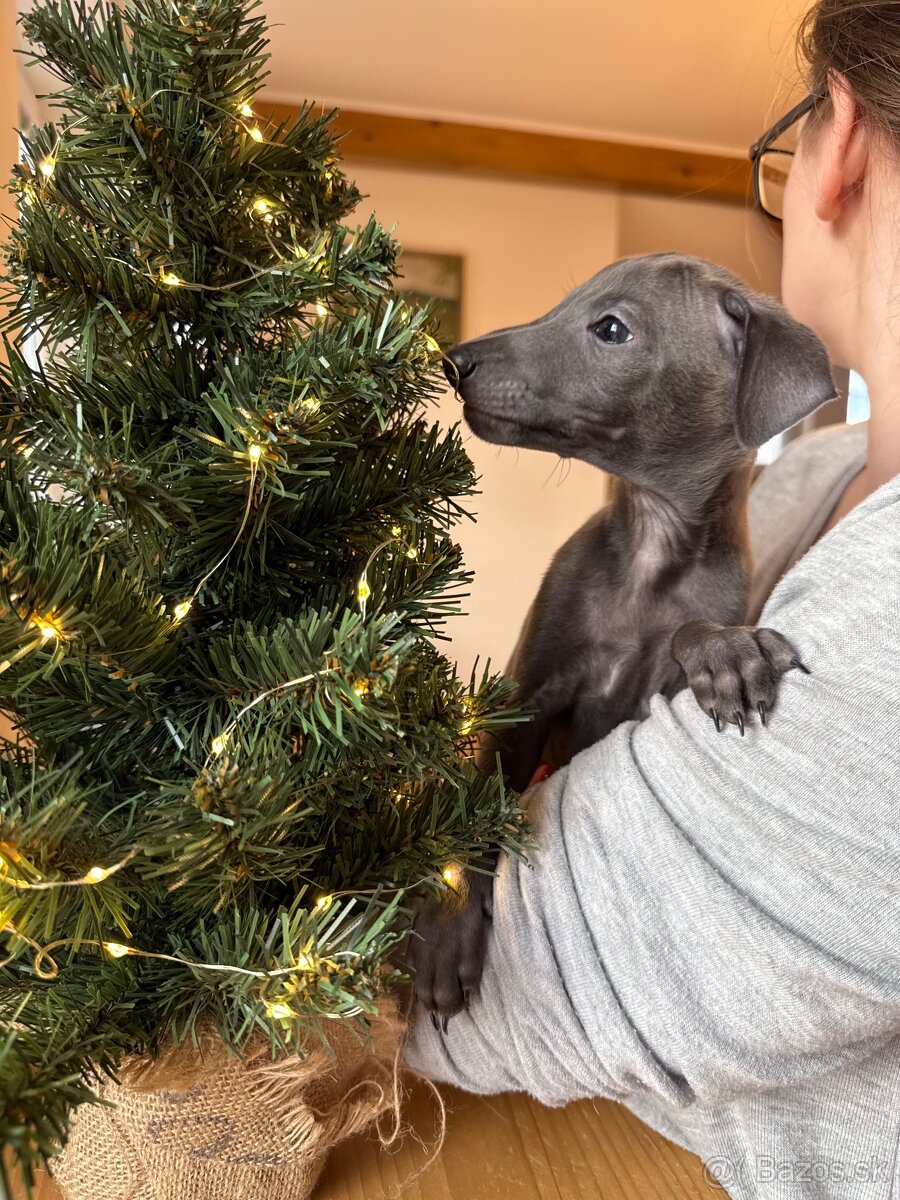 Taliansky chrtik s PP - 7