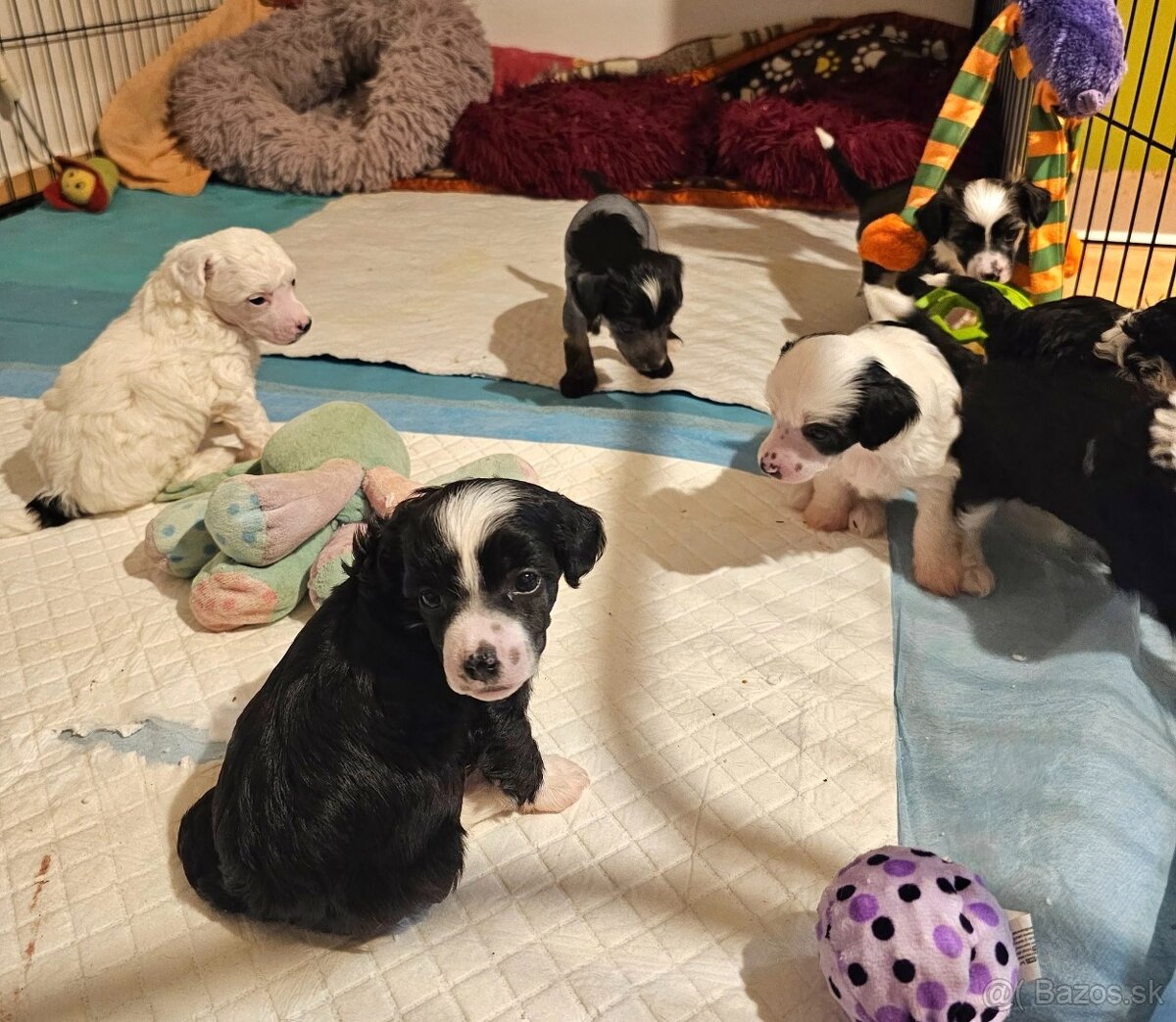 ČÍNSKÝ CHOCHOLATÝ PES/ labutěnka/naháč - 7