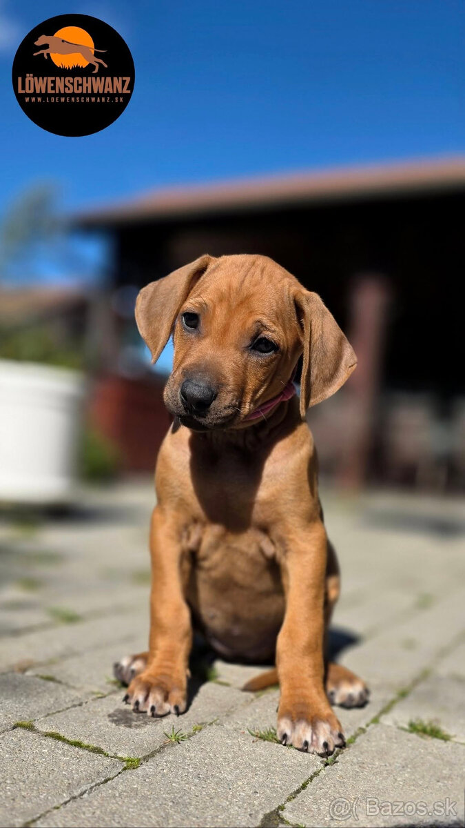 Rhodesian Ridgeback / Rodézsky ridgeback s fci PP - 7