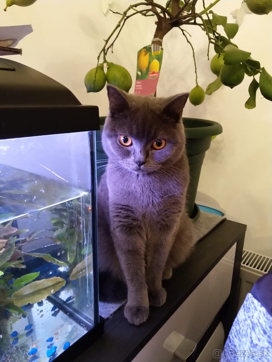 Britské mačiatká - 7