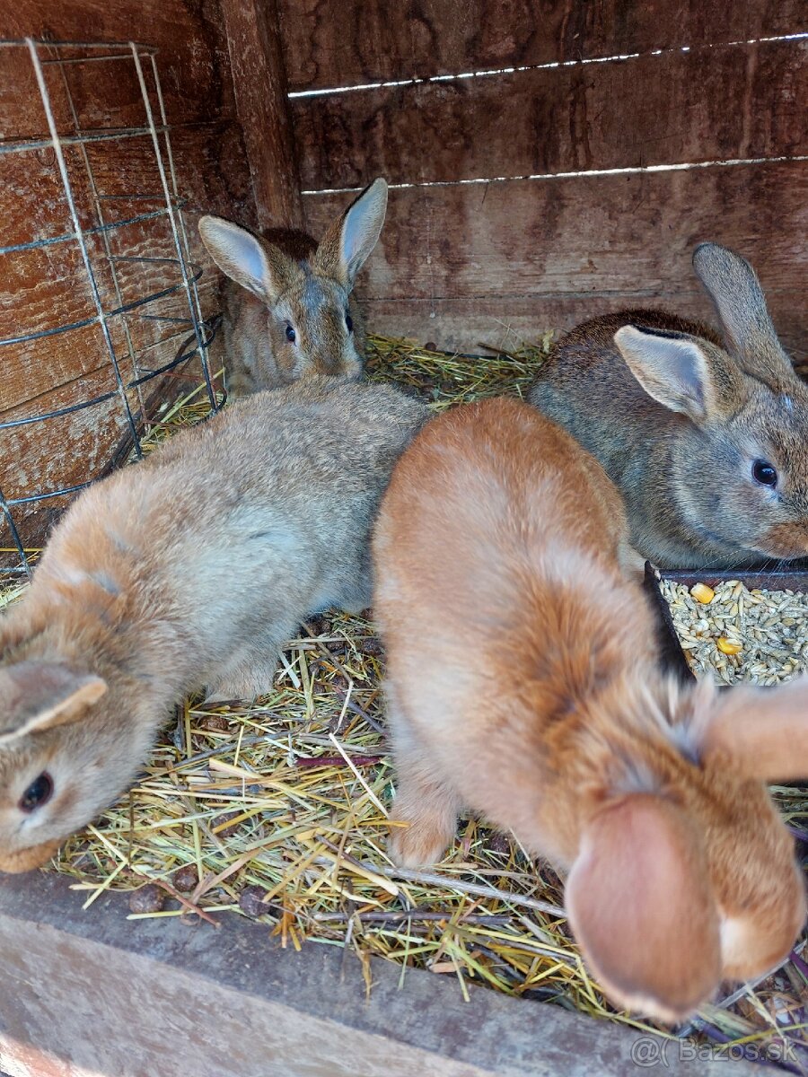Mladé králiky - 7
