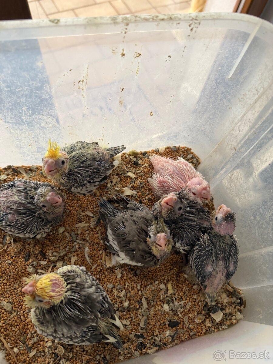 Korely ručne dokrmene. Rezervácie - 7