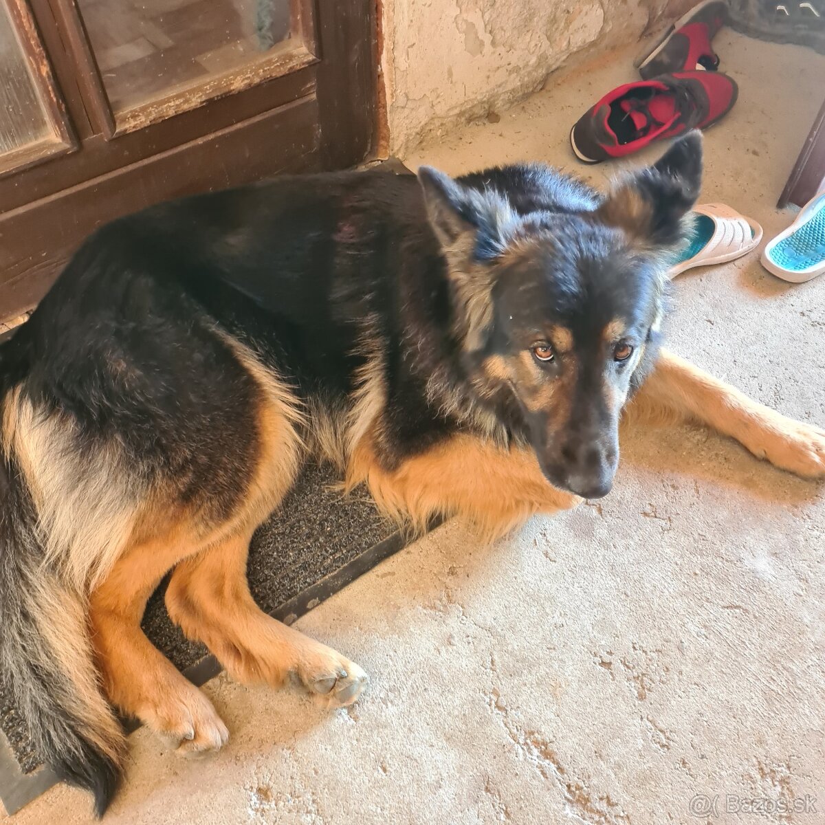 Darujem N ovčiaka fenku - 7