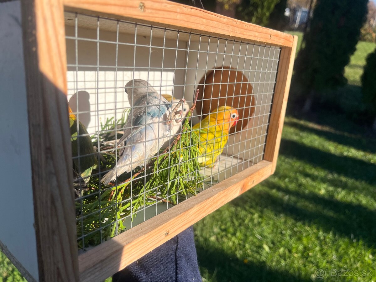 Predám andulky,korely,Neofemy, kráľovsky . - 7